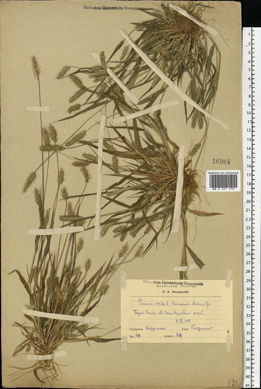 Setaria viridis (L.) P.Beauv., Eastern Europe, Central forest region (E5) (Russia)