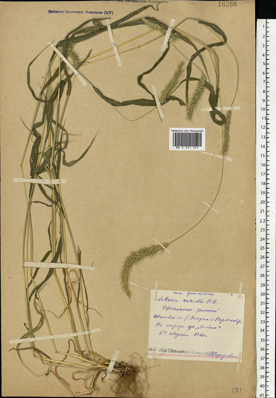 Setaria viridis (L.) P.Beauv., Eastern Europe, Central forest region (E5) (Russia)