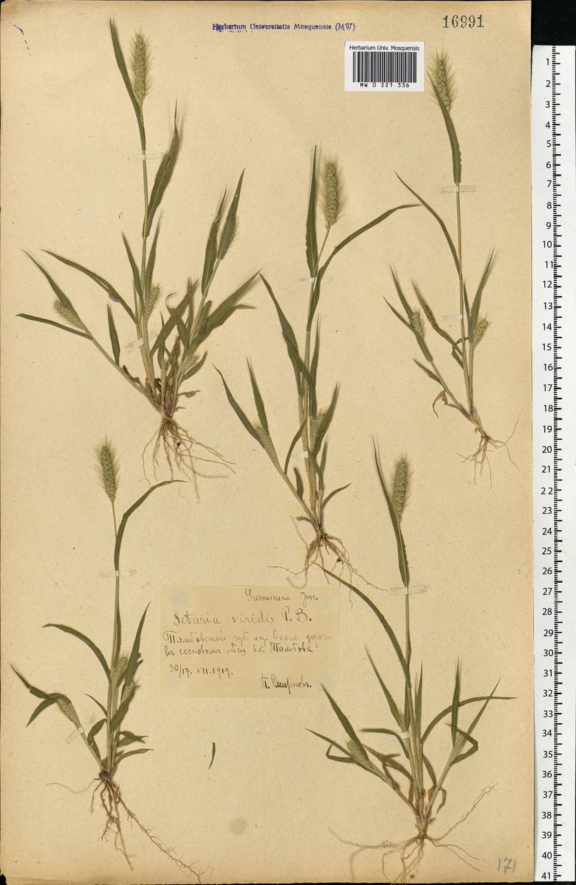 Setaria viridis (L.) P.Beauv., Eastern Europe, Central forest-and-steppe region (E6) (Russia)