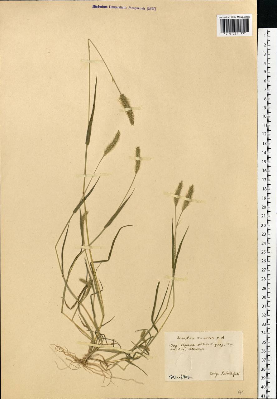 Setaria viridis (L.) P.Beauv., Eastern Europe, Central forest-and-steppe region (E6) (Russia)