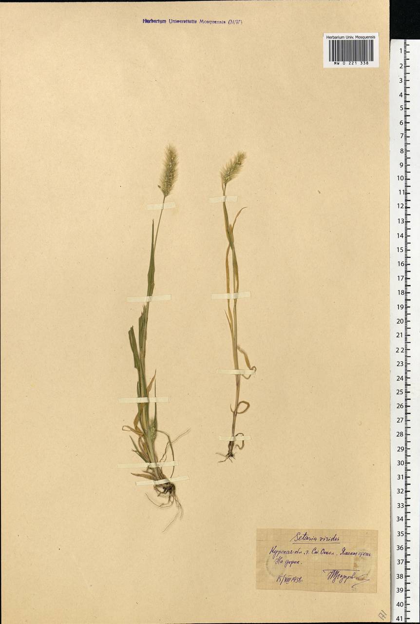 Setaria viridis (L.) P.Beauv., Eastern Europe, Central forest-and-steppe region (E6) (Russia)