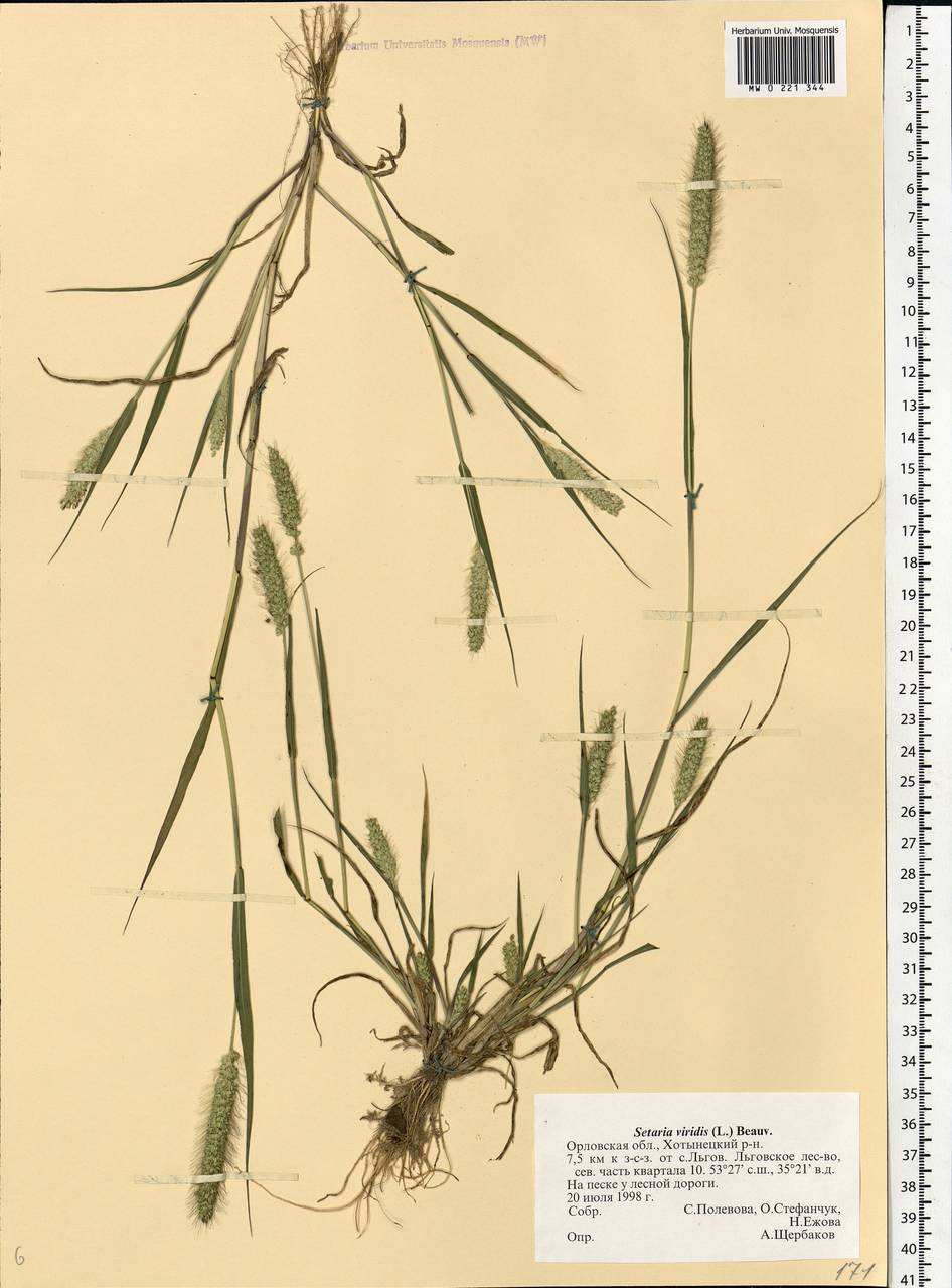 Setaria viridis (L.) P.Beauv., Eastern Europe, Central forest-and-steppe region (E6) (Russia)