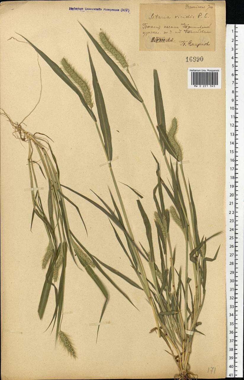 Setaria viridis (L.) P.Beauv., Eastern Europe, Central forest-and-steppe region (E6) (Russia)