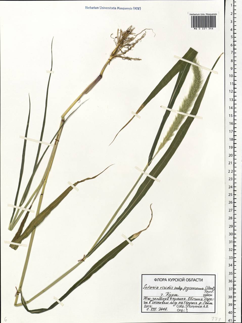 Setaria viridis (L.) P.Beauv., Eastern Europe, Central forest-and-steppe region (E6) (Russia)