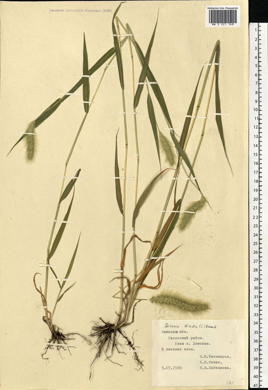 Setaria viridis (L.) P.Beauv., Eastern Europe, Central forest-and-steppe region (E6) (Russia)