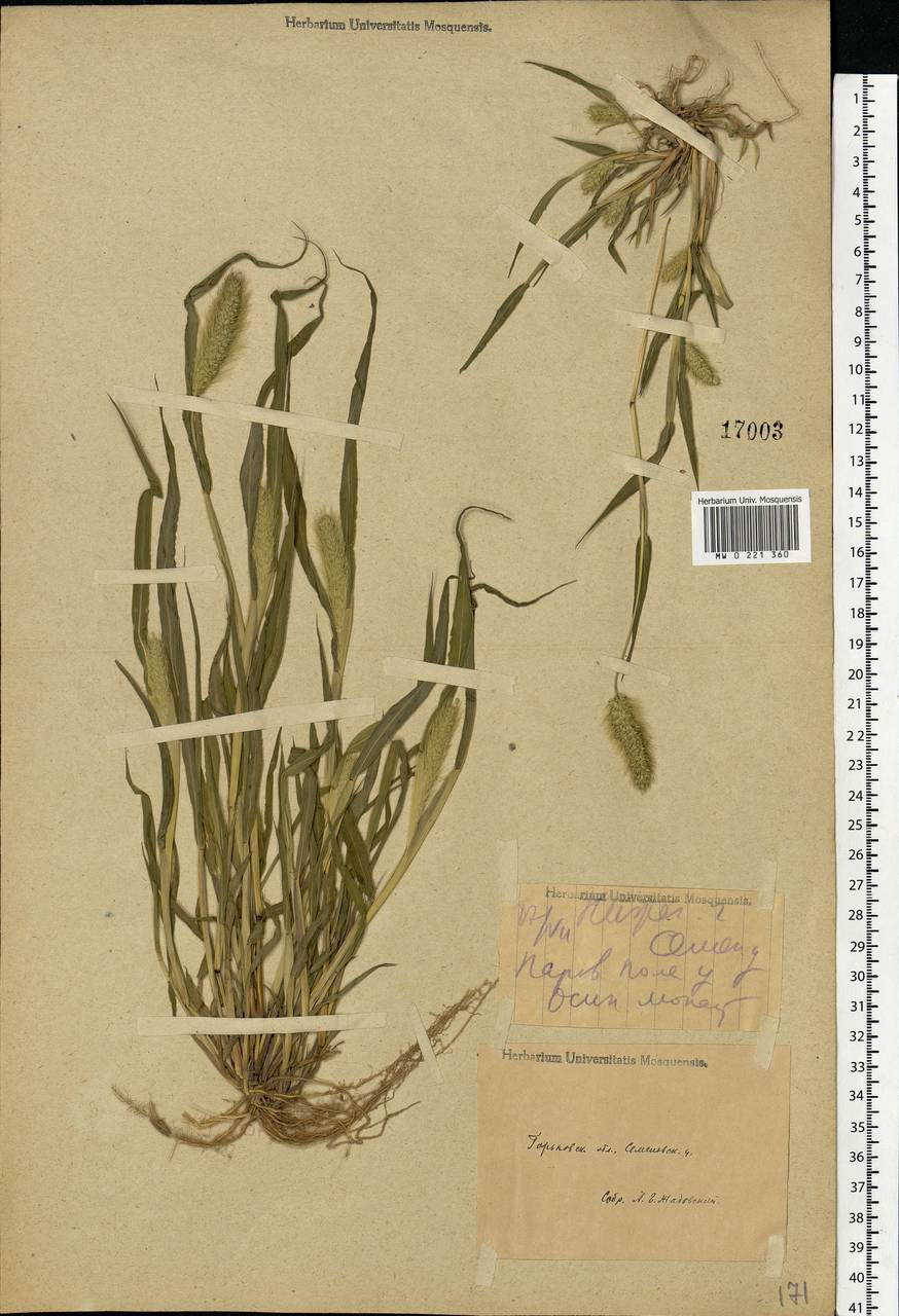 Setaria viridis (L.) P.Beauv., Eastern Europe, Volga-Kama region (E7) (Russia)