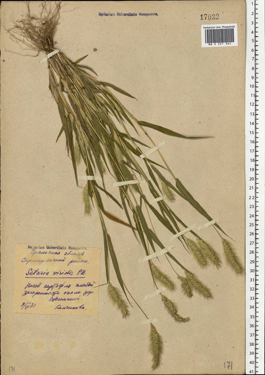 Setaria viridis (L.) P.Beauv., Eastern Europe, Volga-Kama region (E7) (Russia)