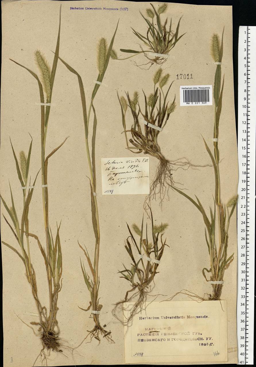 Setaria viridis (L.) P.Beauv., Eastern Europe, Middle Volga region (E8) (Russia)