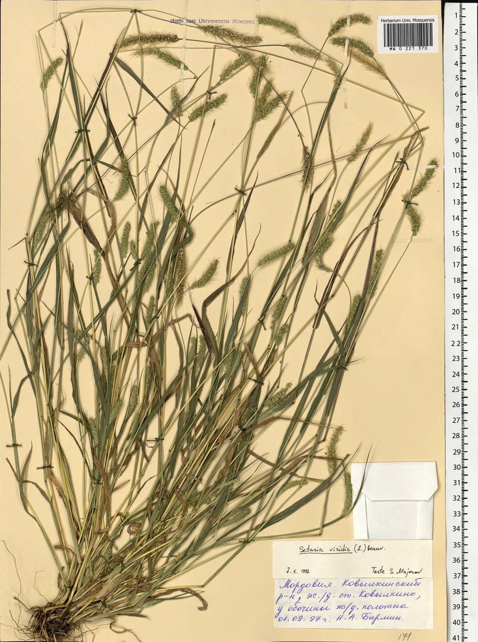 Setaria viridis (L.) P.Beauv., Eastern Europe, Middle Volga region (E8) (Russia)