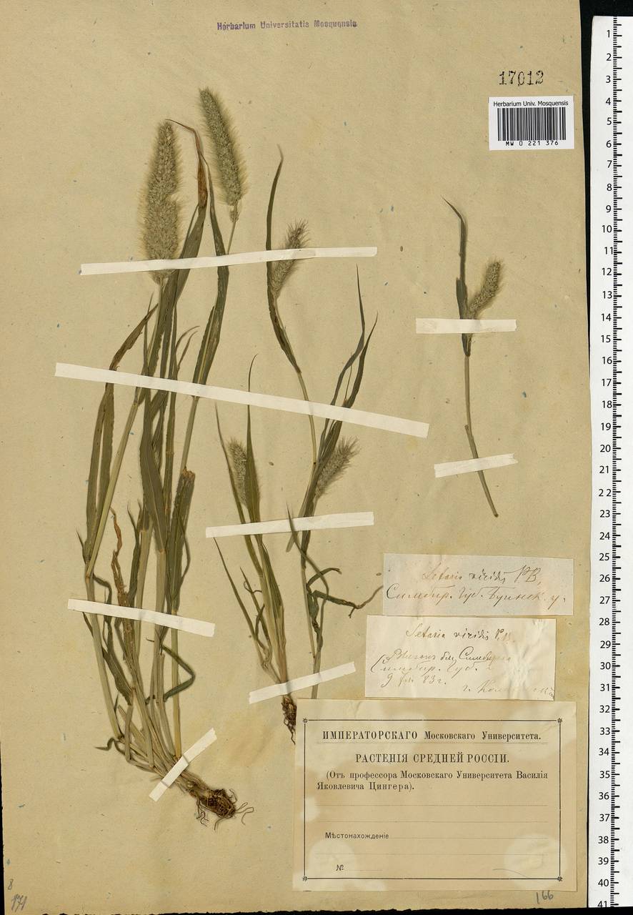 Setaria viridis (L.) P.Beauv., Eastern Europe, Middle Volga region (E8) (Russia)