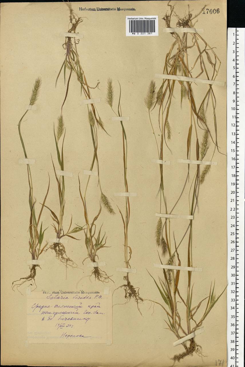 Setaria viridis (L.) P.Beauv., Eastern Europe, Middle Volga region (E8) (Russia)