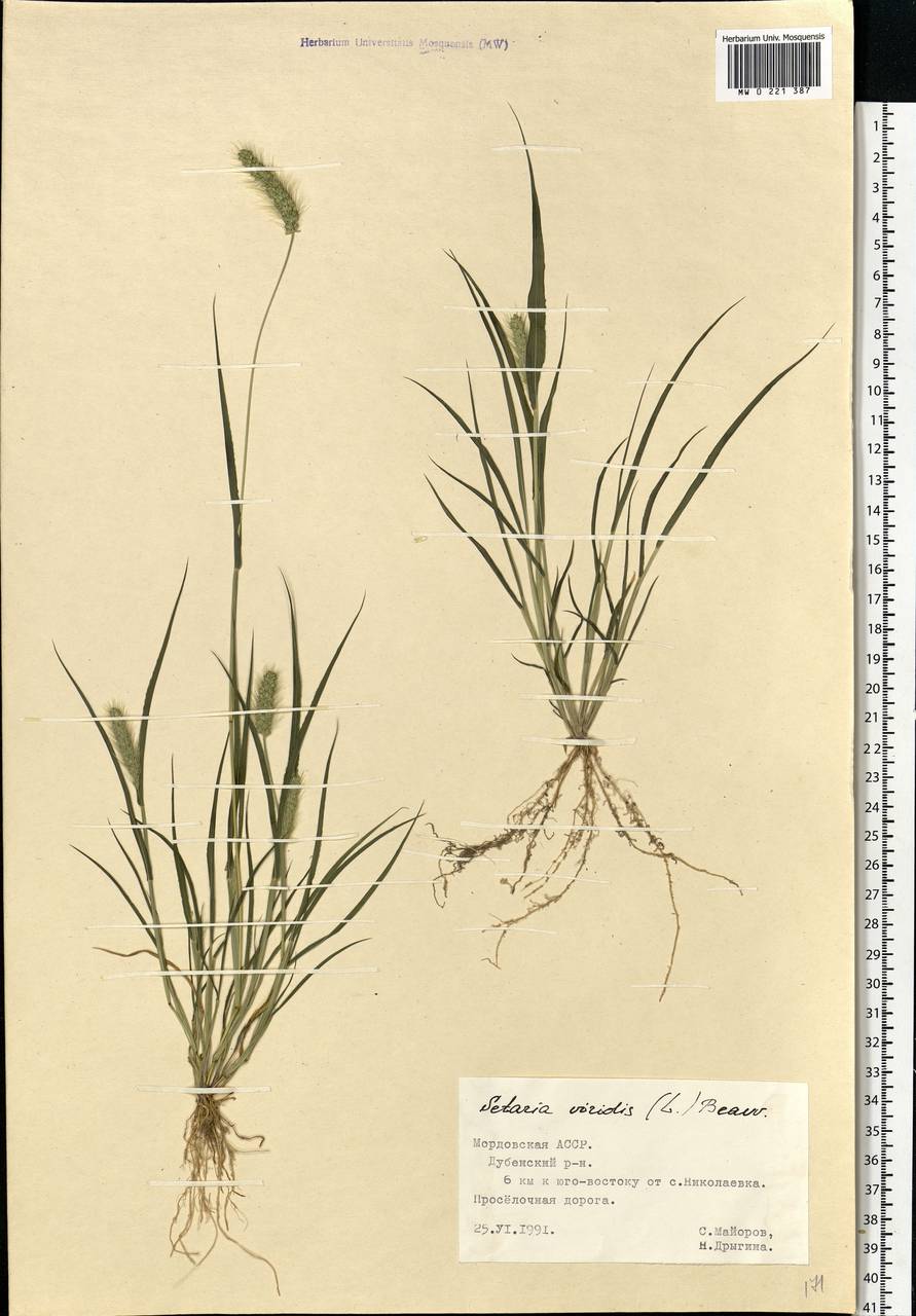 Setaria viridis (L.) P.Beauv., Eastern Europe, Middle Volga region (E8) (Russia)