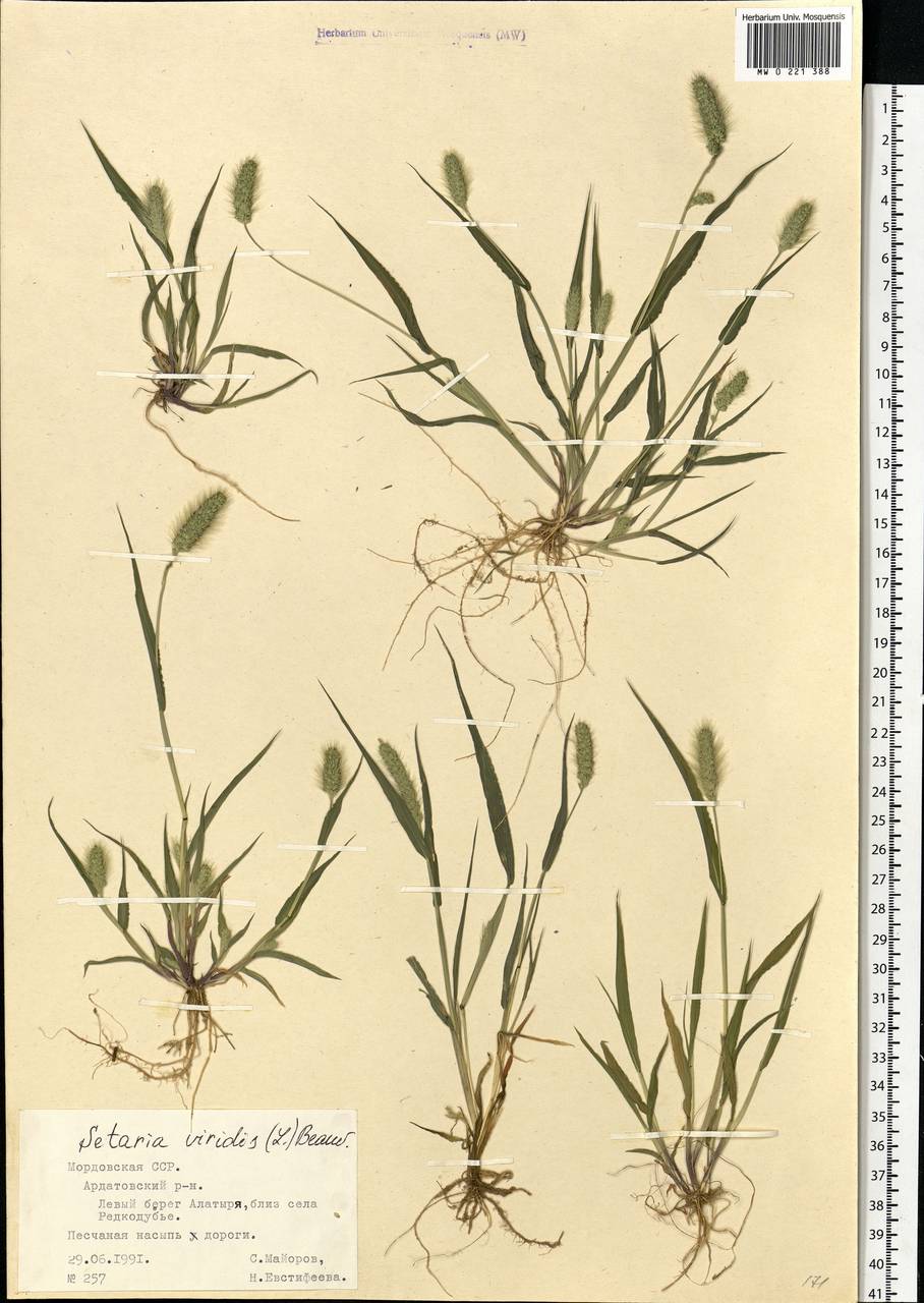 Setaria viridis (L.) P.Beauv., Eastern Europe, Middle Volga region (E8) (Russia)