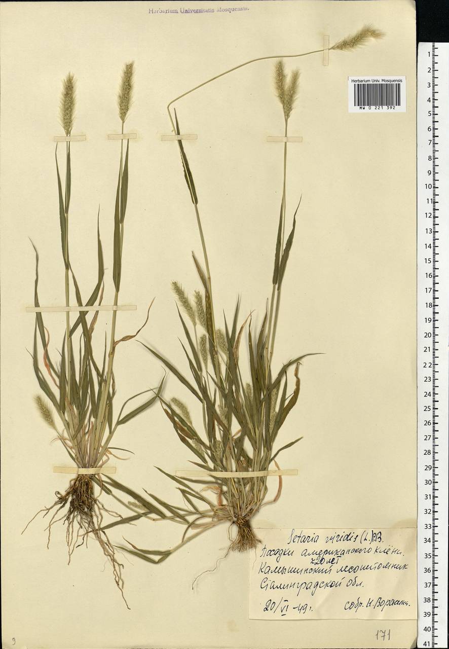 Setaria viridis (L.) P.Beauv., Eastern Europe, Lower Volga region (E9) (Russia)