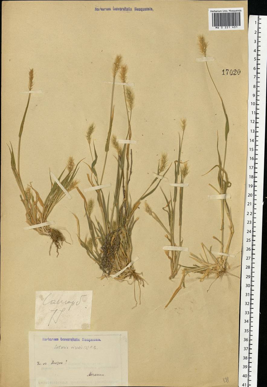 Setaria viridis (L.) P.Beauv., Eastern Europe, Lower Volga region (E9) (Russia)