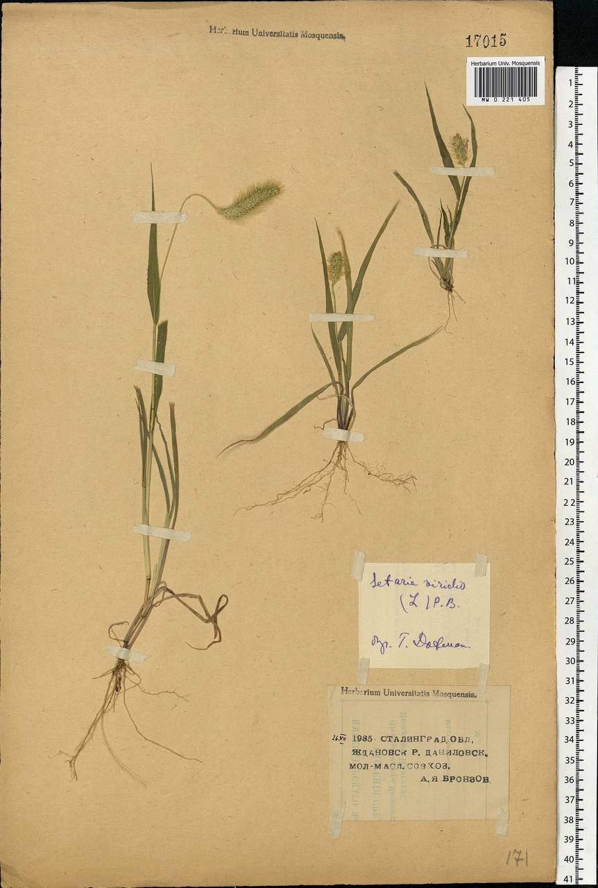 Setaria viridis (L.) P.Beauv., Eastern Europe, Lower Volga region (E9) (Russia)