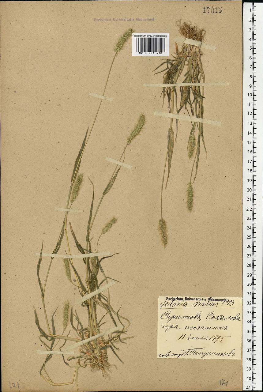 Setaria viridis (L.) P.Beauv., Eastern Europe, Lower Volga region (E9) (Russia)