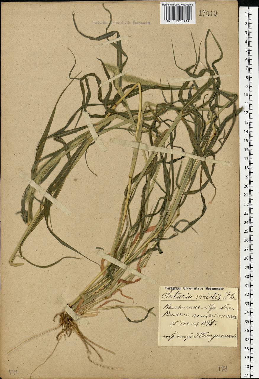 Setaria viridis (L.) P.Beauv., Eastern Europe, Lower Volga region (E9) (Russia)