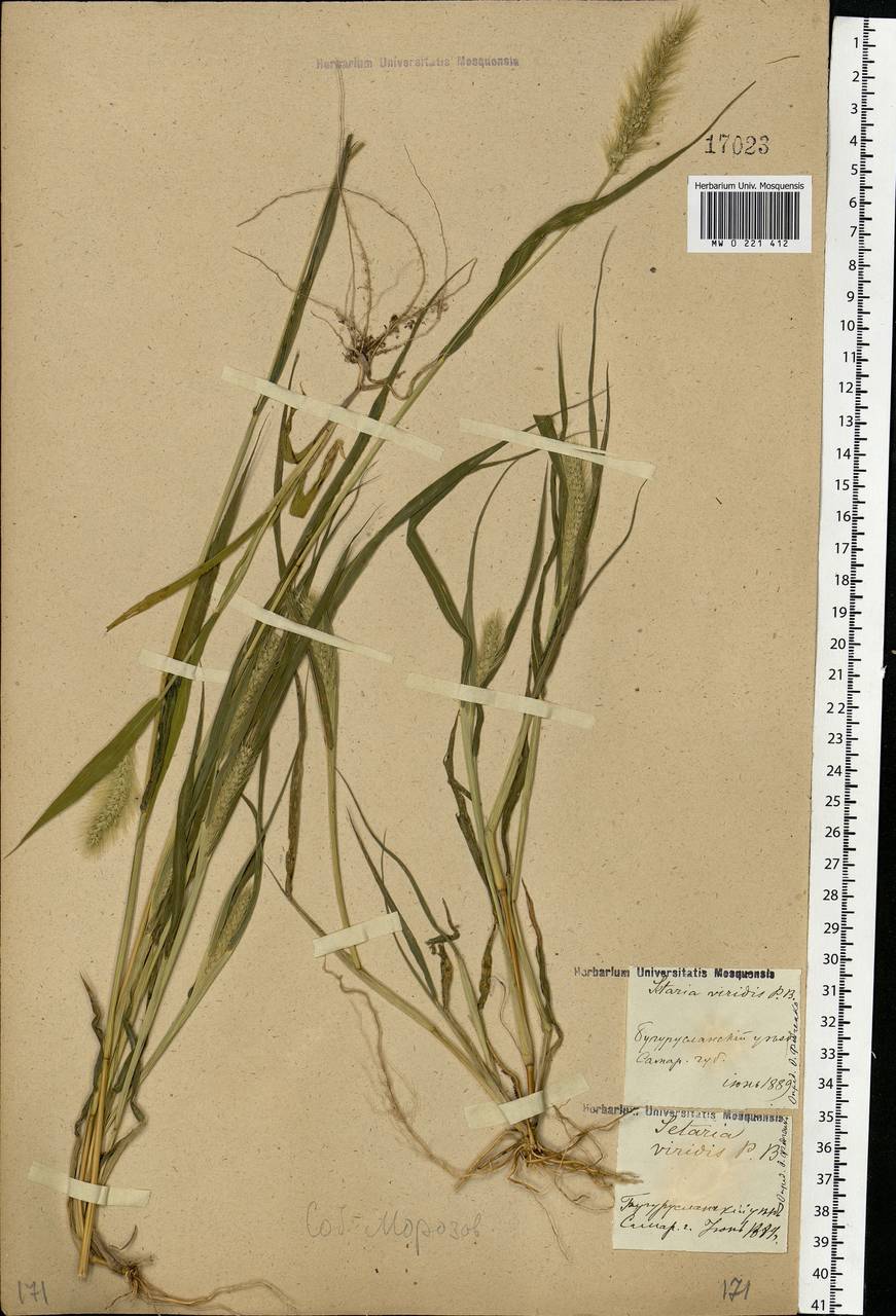 Setaria viridis (L.) P.Beauv., Eastern Europe, Eastern region (E10) (Russia)