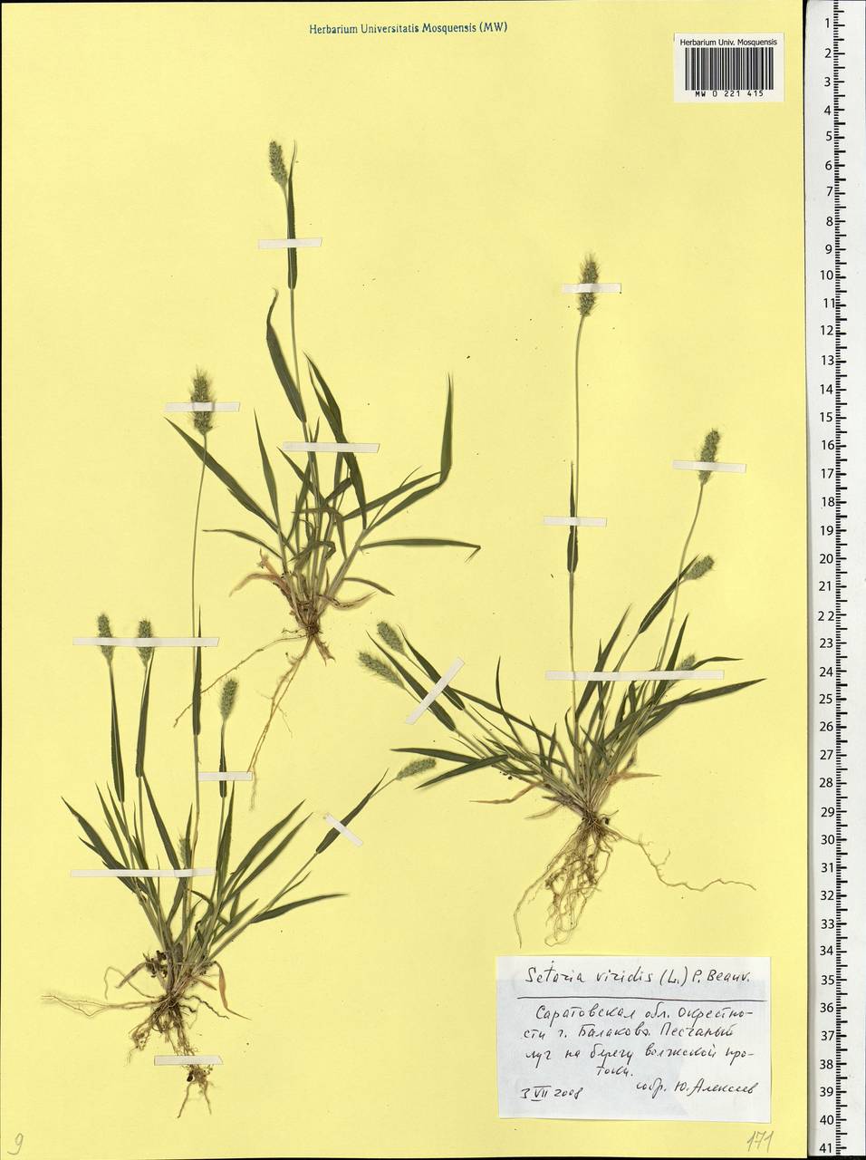 Setaria viridis (L.) P.Beauv., Eastern Europe, Lower Volga region (E9) (Russia)