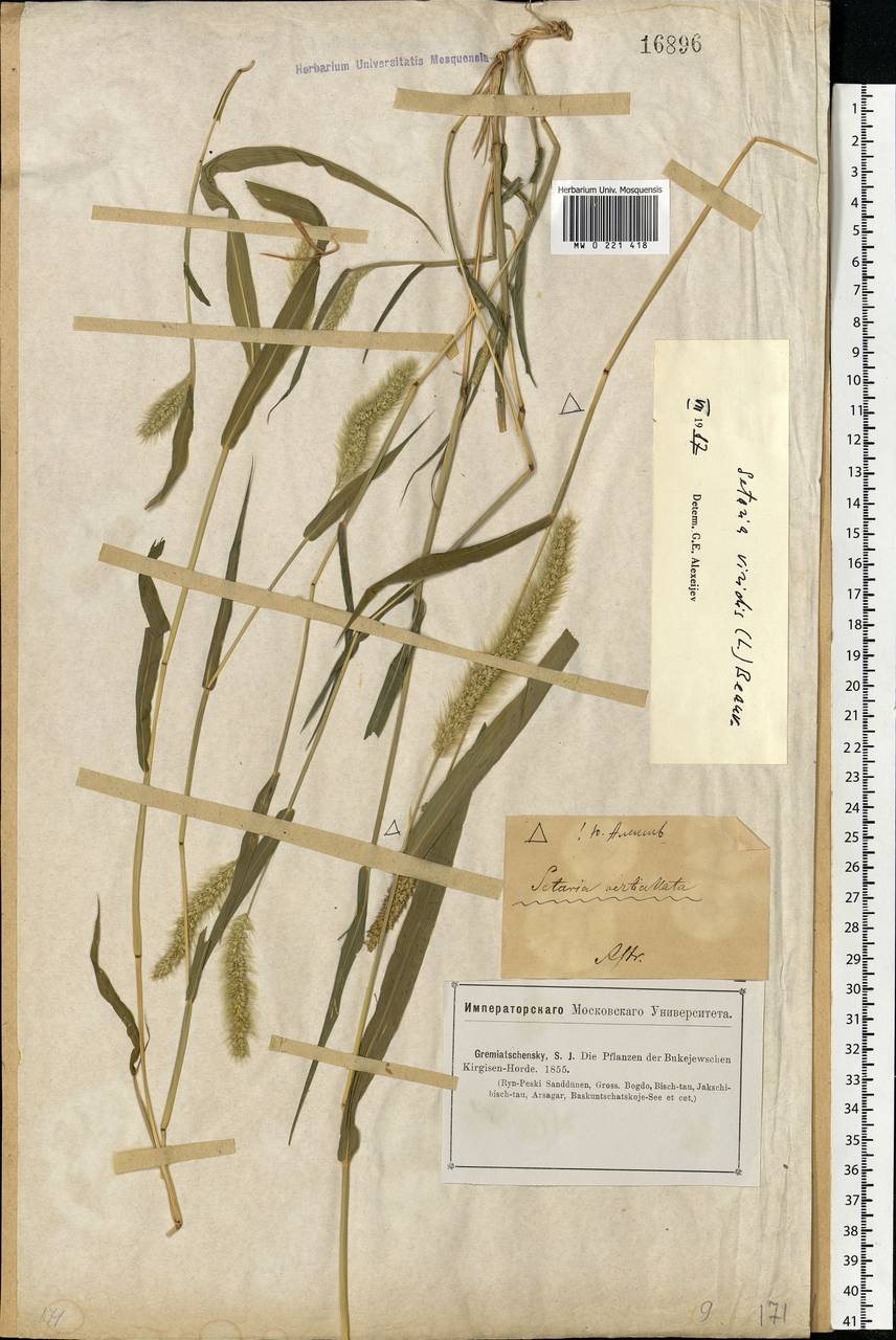 Setaria viridis (L.) P.Beauv., Eastern Europe, Lower Volga region (E9) (Russia)