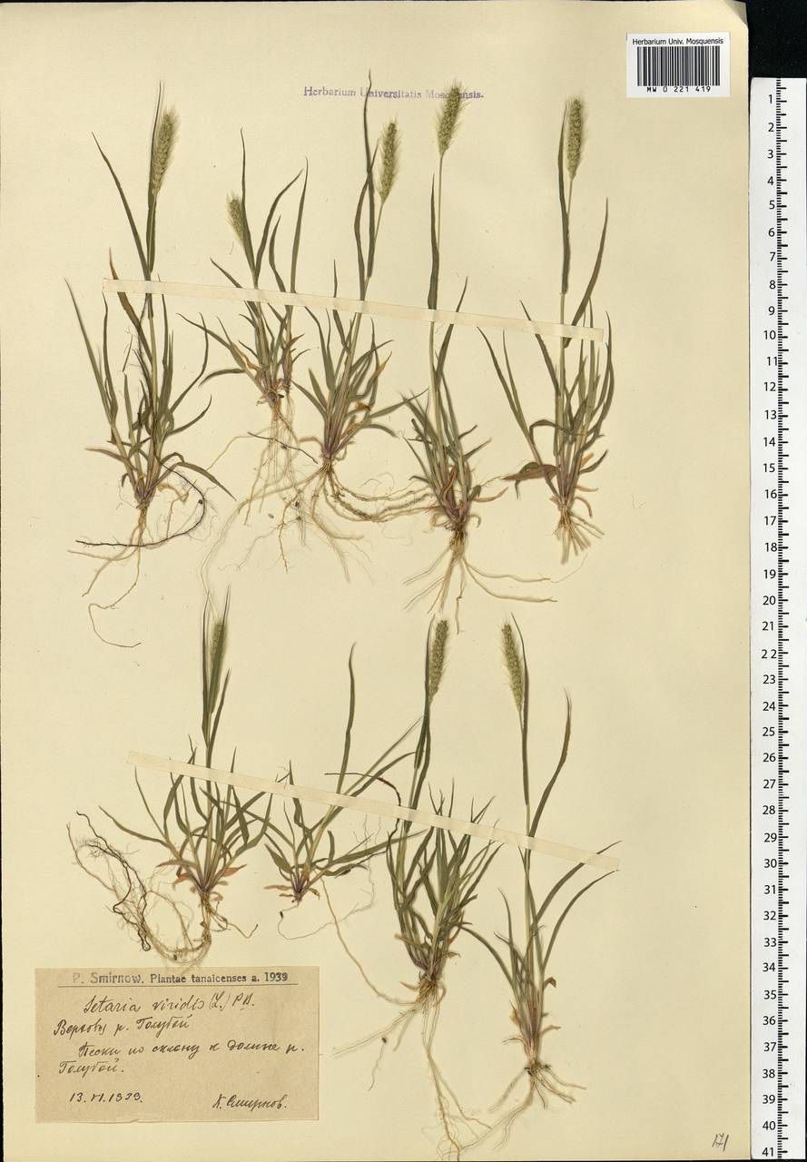 Setaria viridis (L.) P.Beauv., Eastern Europe, Lower Volga region (E9) (Russia)