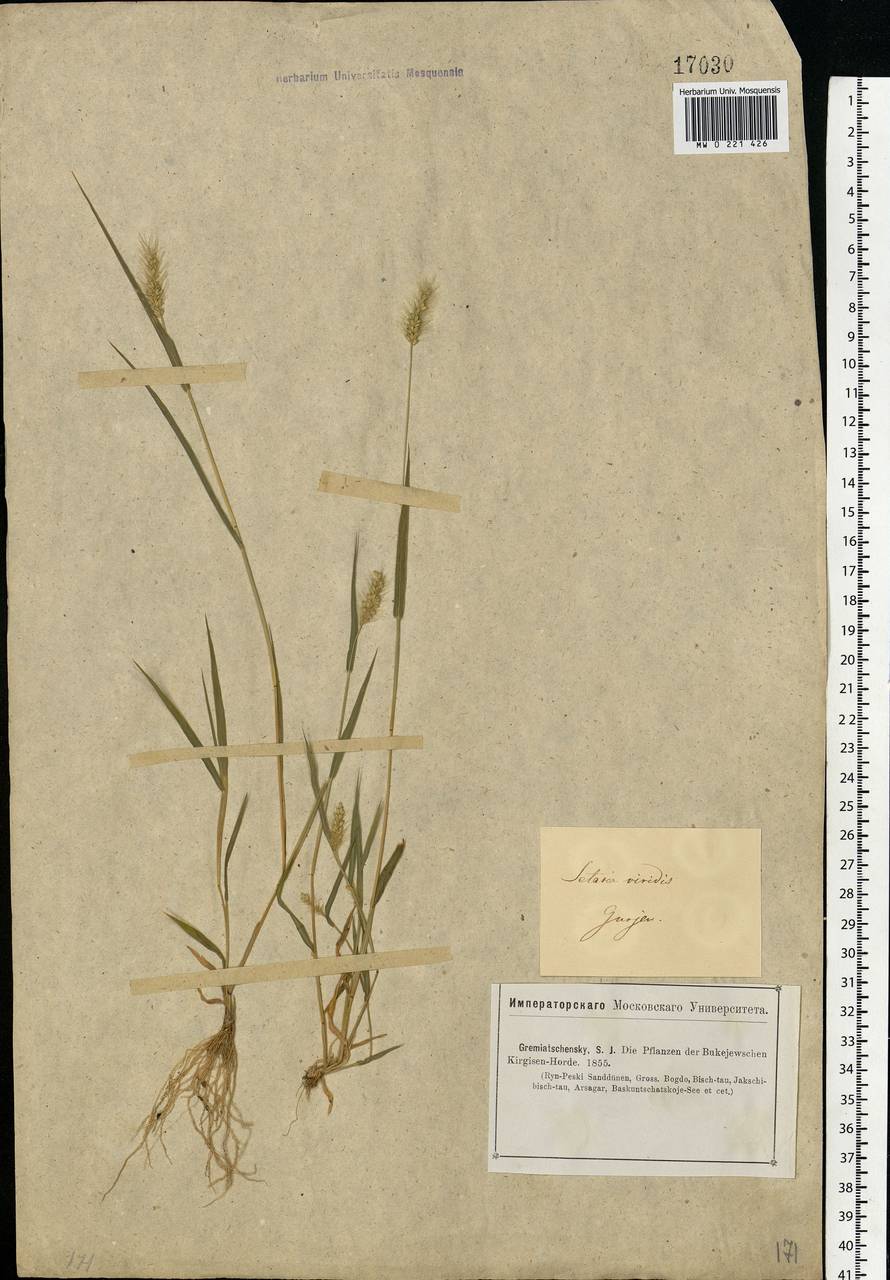 Setaria viridis (L.) P.Beauv., Middle Asia, Caspian Ustyurt & Northern Aralia (M8) (Kazakhstan)