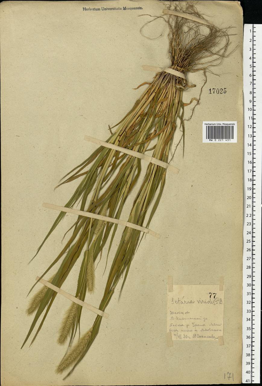 Setaria viridis (L.) P.Beauv., Eastern Europe, Eastern region (E10) (Russia)