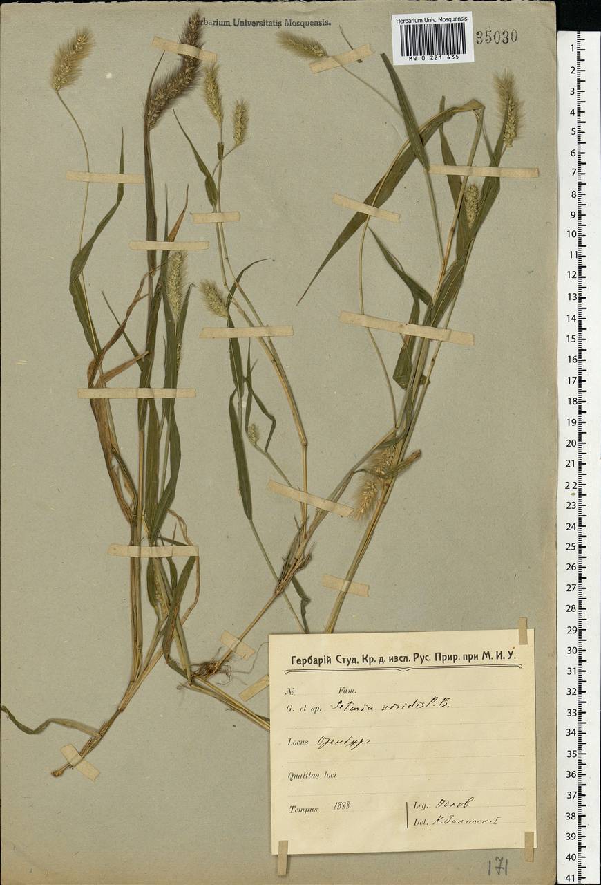 Setaria viridis (L.) P.Beauv., Eastern Europe, Eastern region (E10) (Russia)
