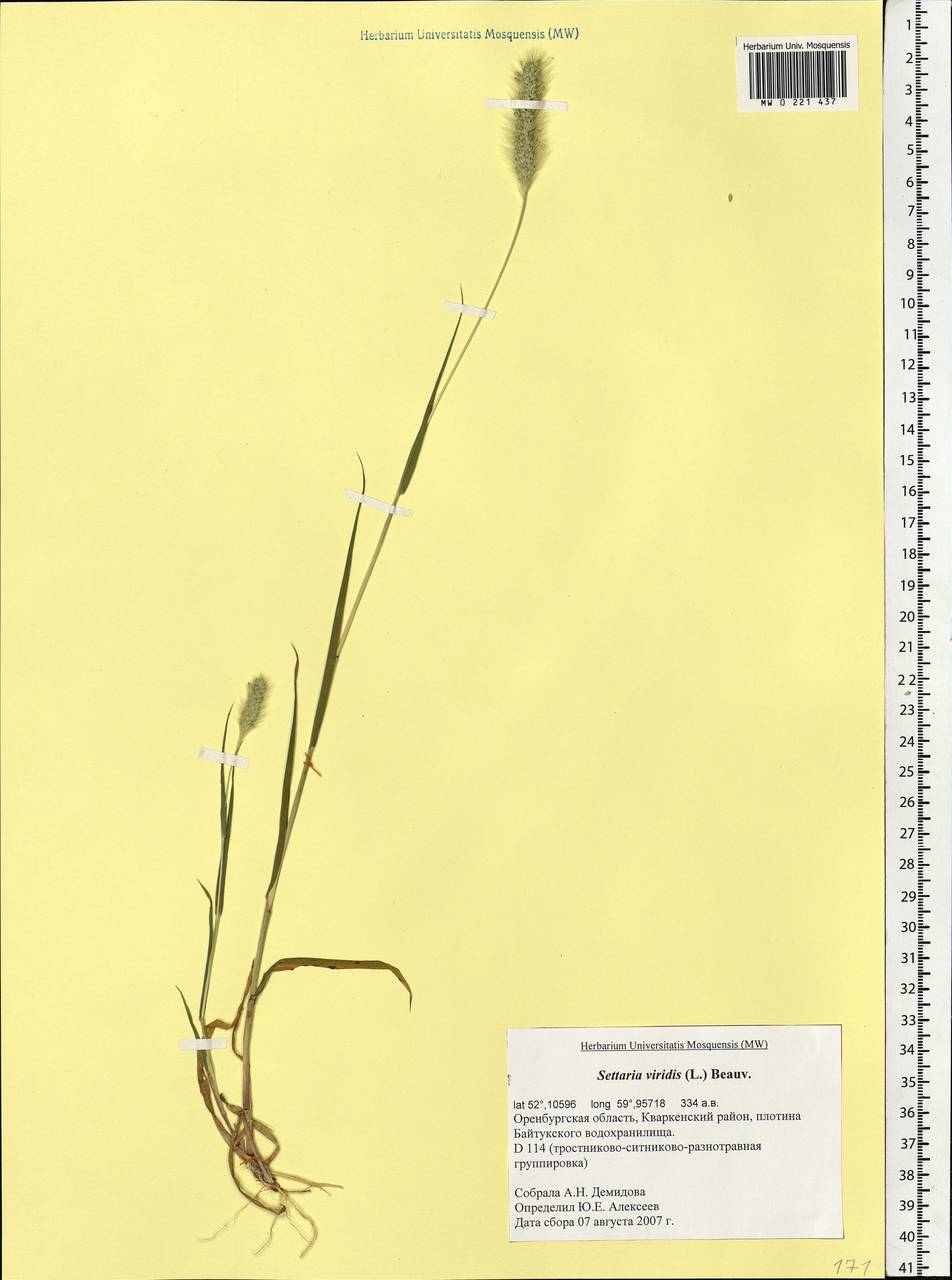 Setaria viridis (L.) P.Beauv., Eastern Europe, Eastern region (E10) (Russia)