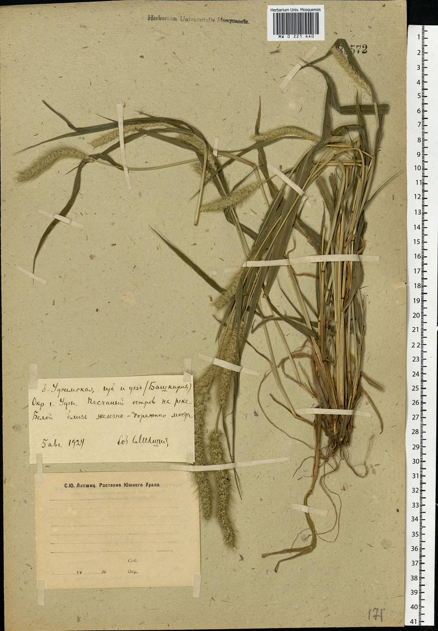 Setaria viridis (L.) P.Beauv., Eastern Europe, Eastern region (E10) (Russia)