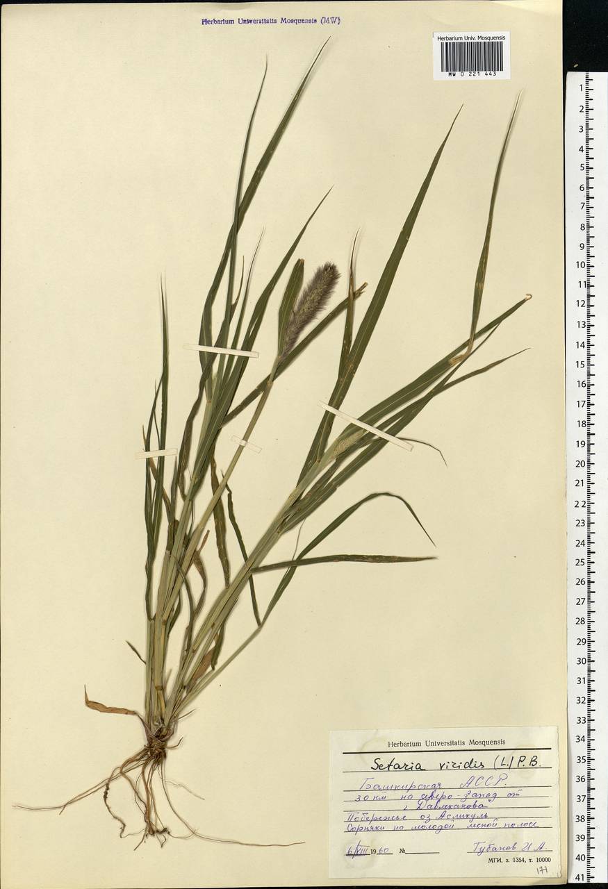 Setaria viridis (L.) P.Beauv., Eastern Europe, Eastern region (E10) (Russia)