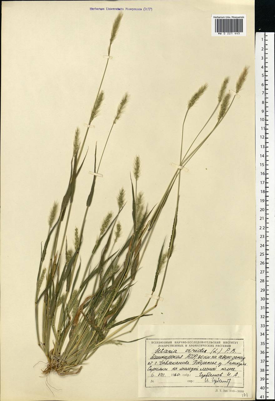 Setaria viridis (L.) P.Beauv., Eastern Europe, Eastern region (E10) (Russia)