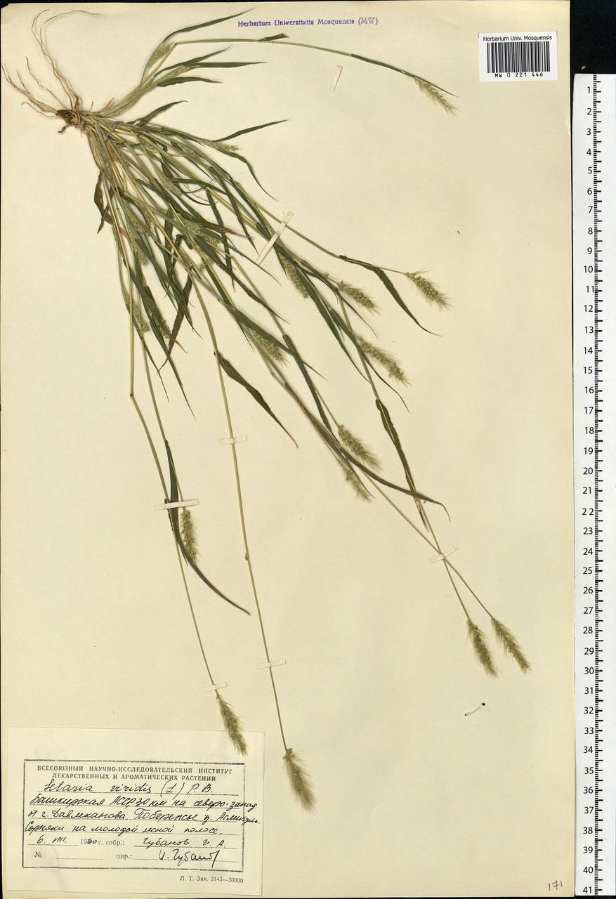 Setaria viridis (L.) P.Beauv., Eastern Europe, Eastern region (E10) (Russia)