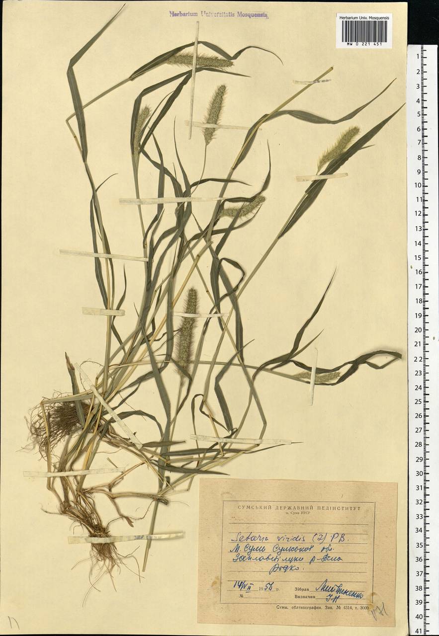 Setaria viridis (L.) P.Beauv., Eastern Europe, North Ukrainian region (E11) (Ukraine)