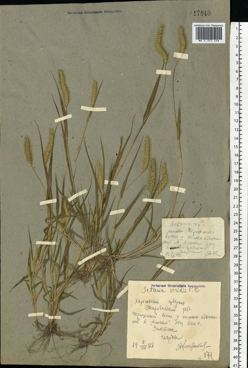 Setaria viridis (L.) P.Beauv., Eastern Europe, North Ukrainian region (E11) (Ukraine)