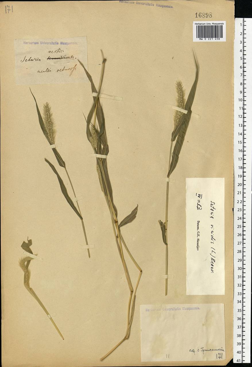 Setaria viridis (L.) P.Beauv., Eastern Europe, North Ukrainian region (E11) (Ukraine)