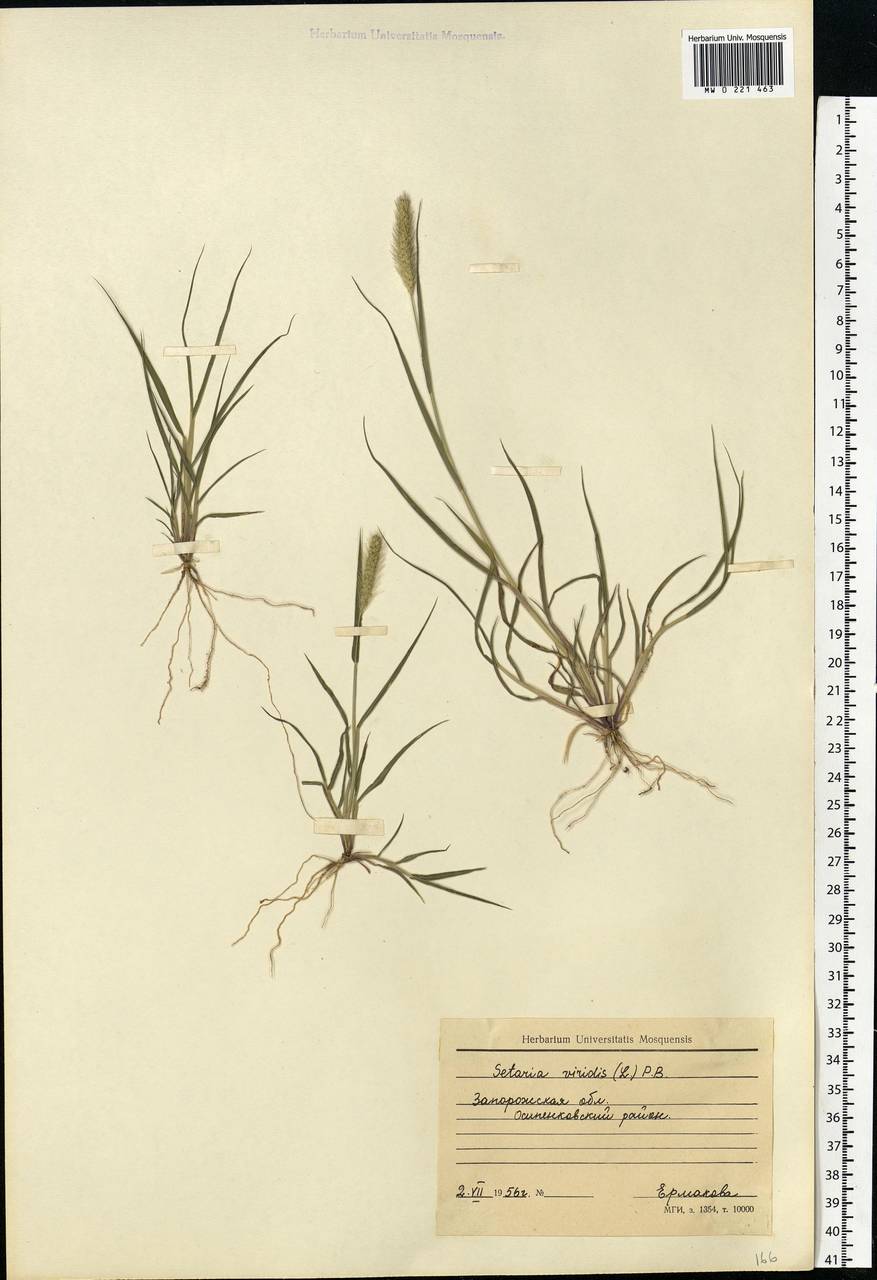 Setaria viridis (L.) P.Beauv., Eastern Europe, South Ukrainian region (E12) (Ukraine)