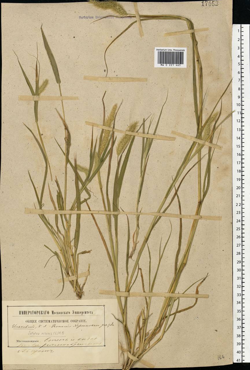 Setaria viridis (L.) P.Beauv., Eastern Europe, South Ukrainian region (E12) (Ukraine)