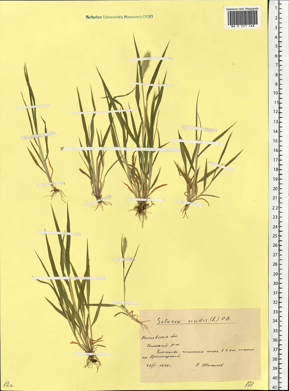 Setaria viridis (L.) P.Beauv., Eastern Europe, Rostov Oblast (E12a) (Russia)