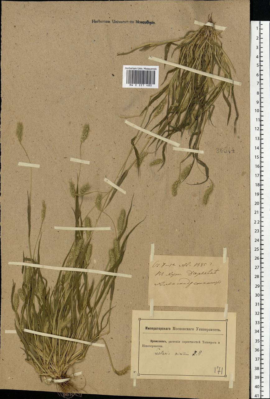 Setaria viridis (L.) P.Beauv., Eastern Europe, Rostov Oblast (E12a) (Russia)