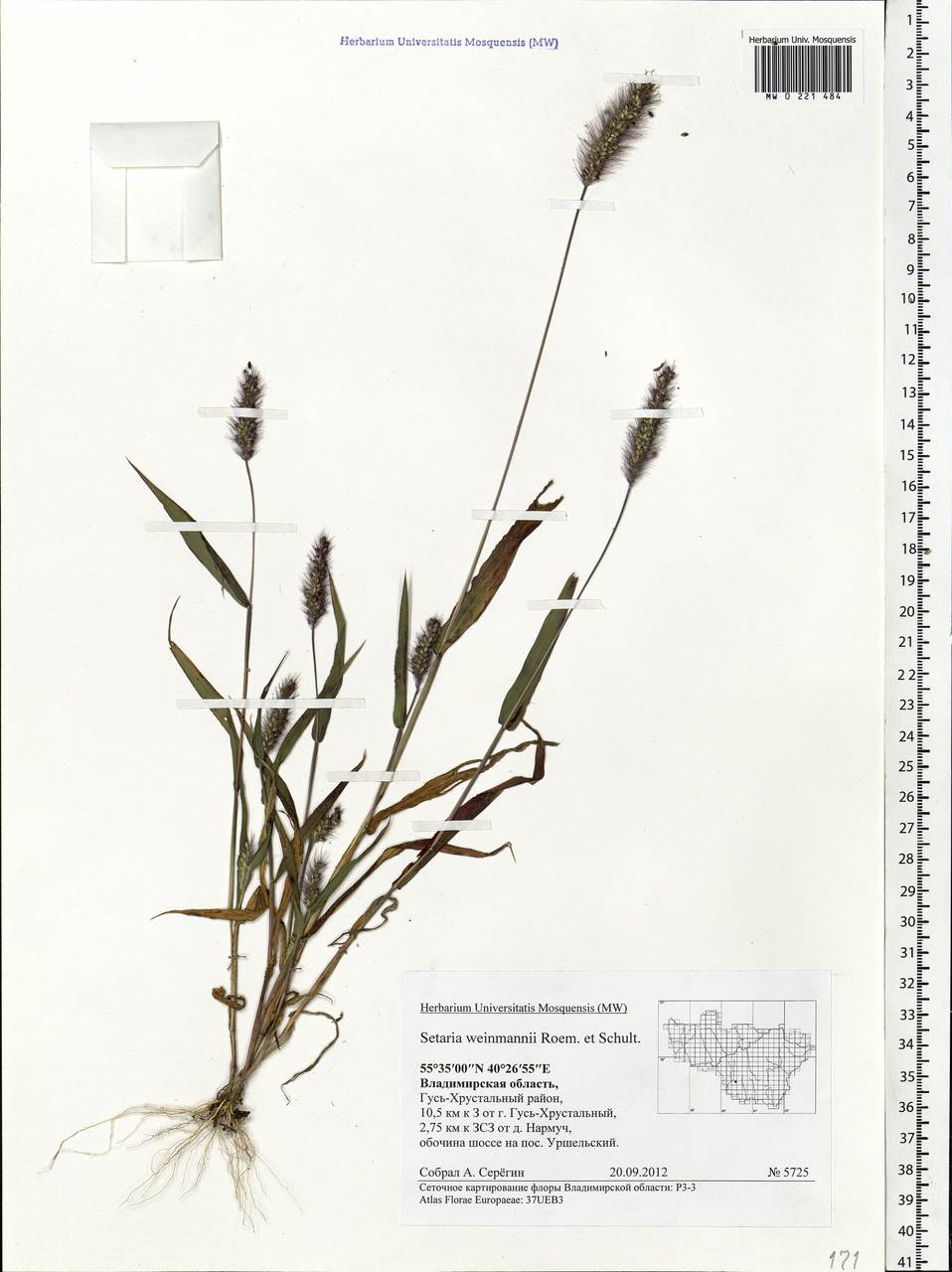 Setaria viridis (L.) P.Beauv., Eastern Europe, Central region (E4) (Russia)