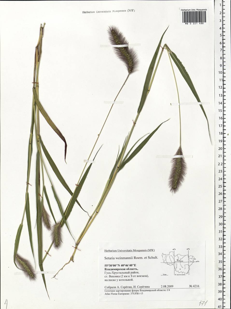 Setaria viridis (L.) P.Beauv., Eastern Europe, Central region (E4) (Russia)