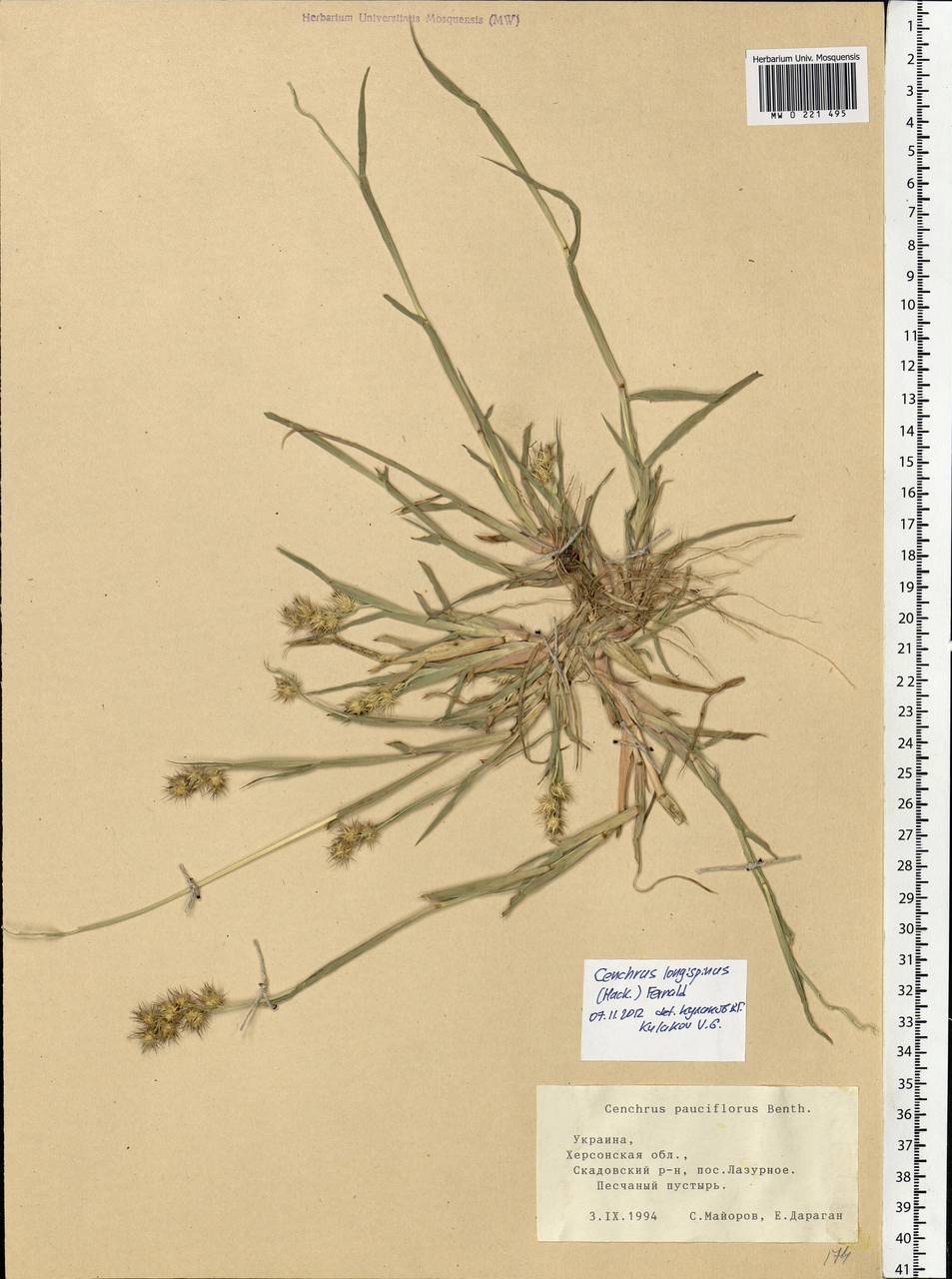 Cenchrus spinifex Cav., Eastern Europe, South Ukrainian region (E12) (Ukraine)