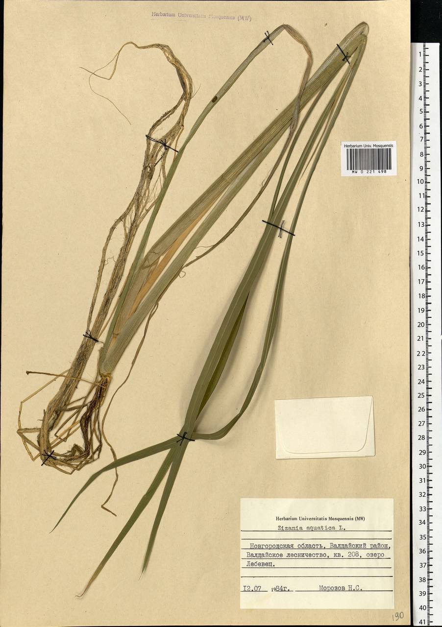 Zizania aquatica L., Eastern Europe, North-Western region (E2) (Russia)