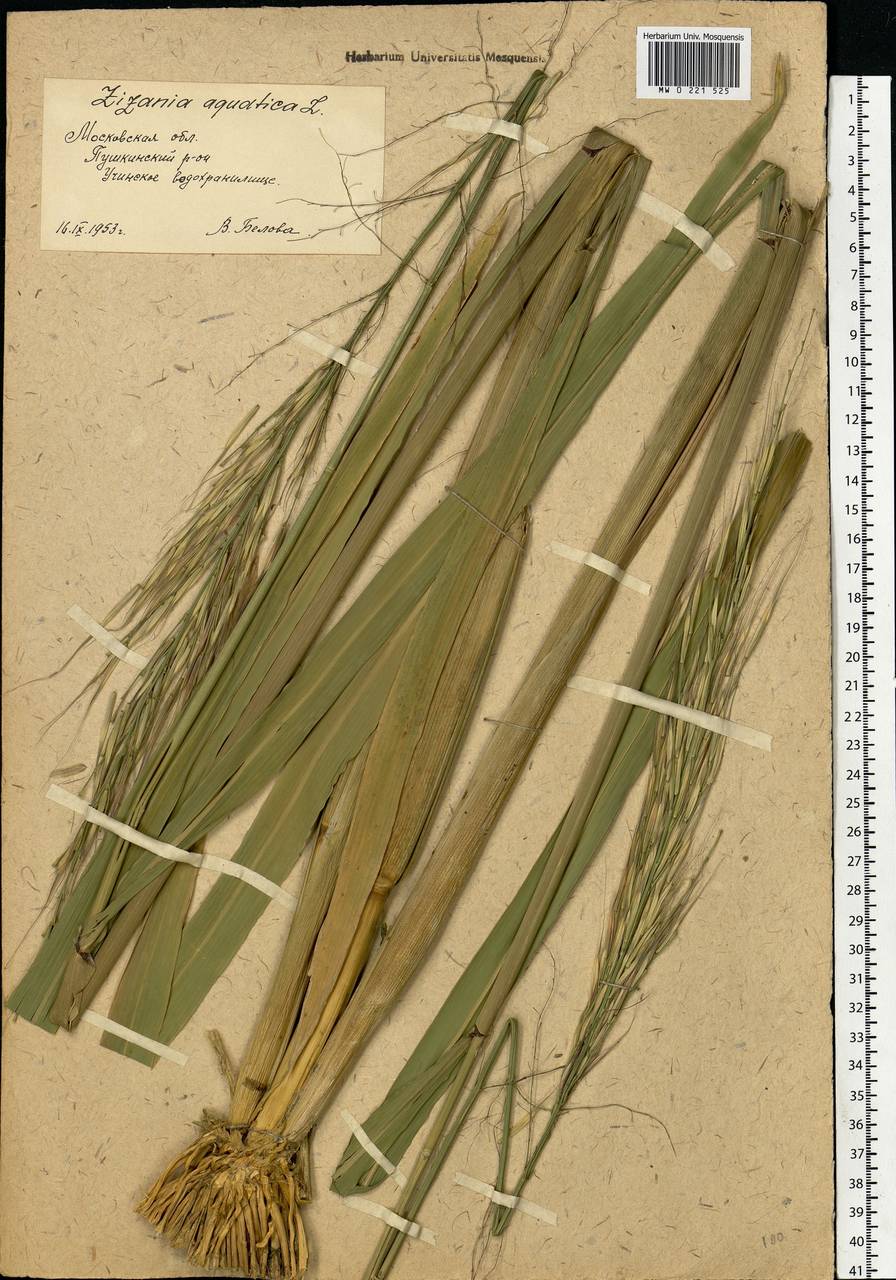 Zizania aquatica L., Eastern Europe, Moscow region (E4a) (Russia)