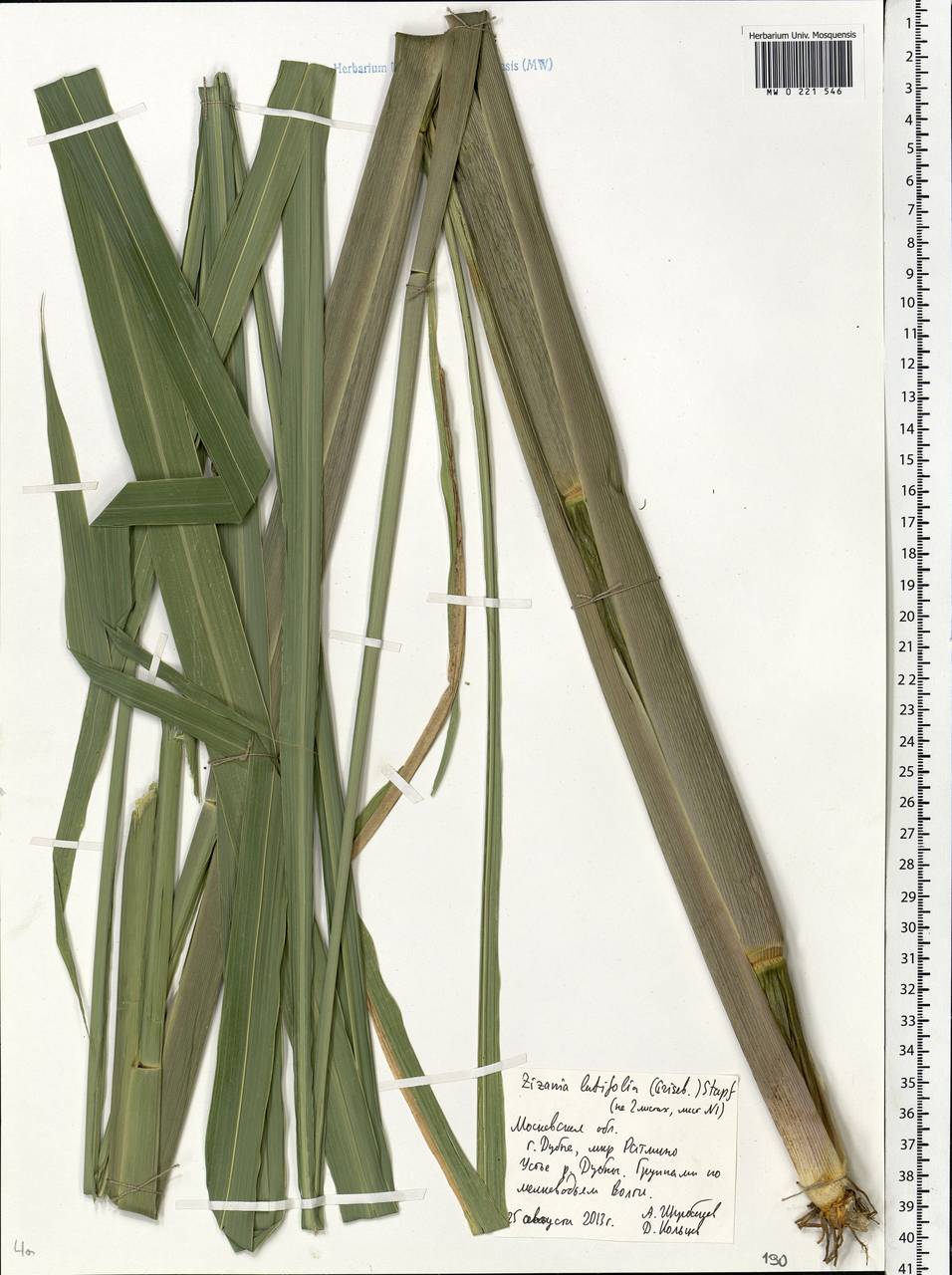 Zizania latifolia (Griseb.) Turcz. ex Stapf, Eastern Europe, Moscow region (E4a) (Russia)