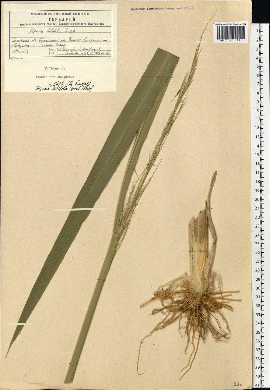 Zizania latifolia (Griseb.) Turcz. ex Stapf, Eastern Europe, Moscow region (E4a) (Russia)