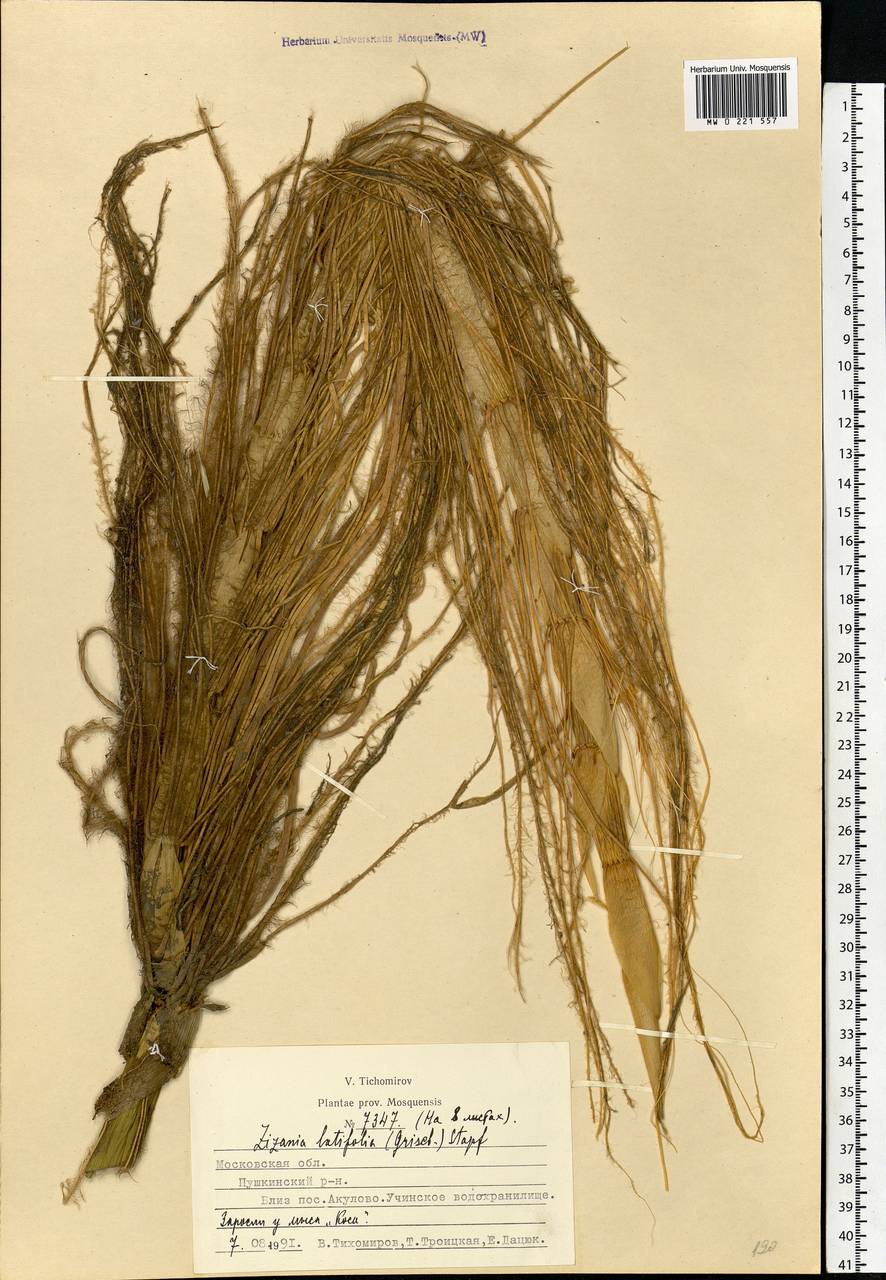 Zizania latifolia (Griseb.) Turcz. ex Stapf, Eastern Europe, Moscow region (E4a) (Russia)