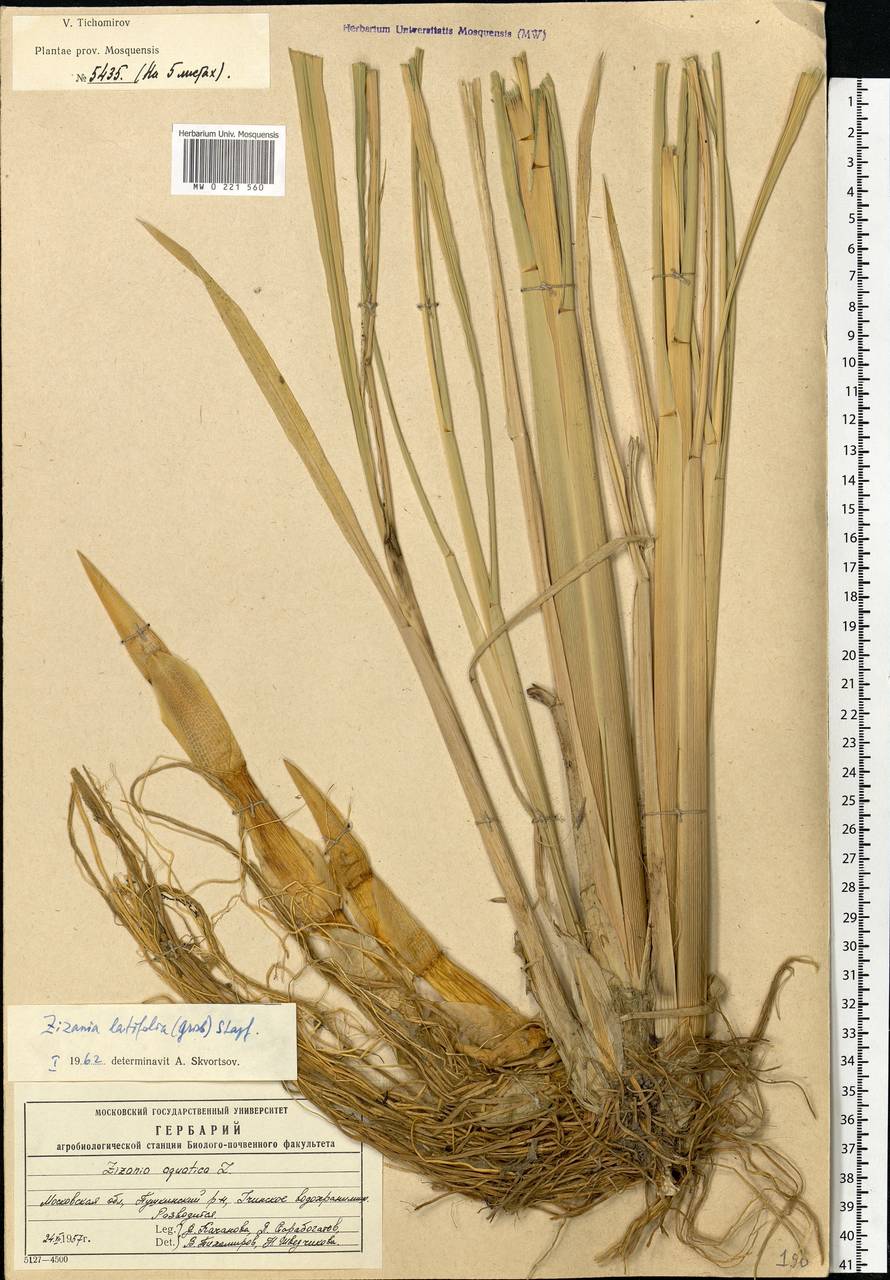 Zizania latifolia (Griseb.) Turcz. ex Stapf, Eastern Europe, Moscow region (E4a) (Russia)